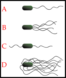 Počet a uspořádání bakteriálních bičíků: A. monotricha, B. lofotricha, C.