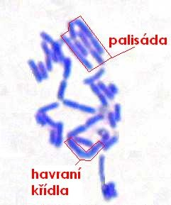 Možnosti uspořádání bakterií Jednotlivě Dvojice Čtveřice, skupiny po