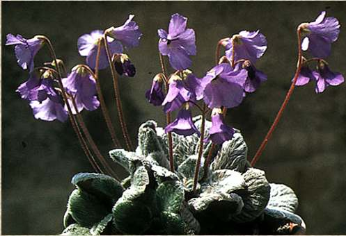 A d a p t a c e sucho, požáry, chudé půdy Životní formy: chamaefyty geofyty, terofyty Lithops Jancaea Listy: sklerofylie (kutikula, vosky, malé+zanořené průduchy, dlouhověké) sukulence (Aizoaceae)