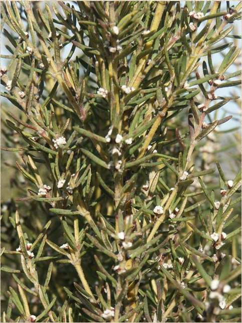 E n d e m i c k é č e l e d i Penaeaceae (7/23)