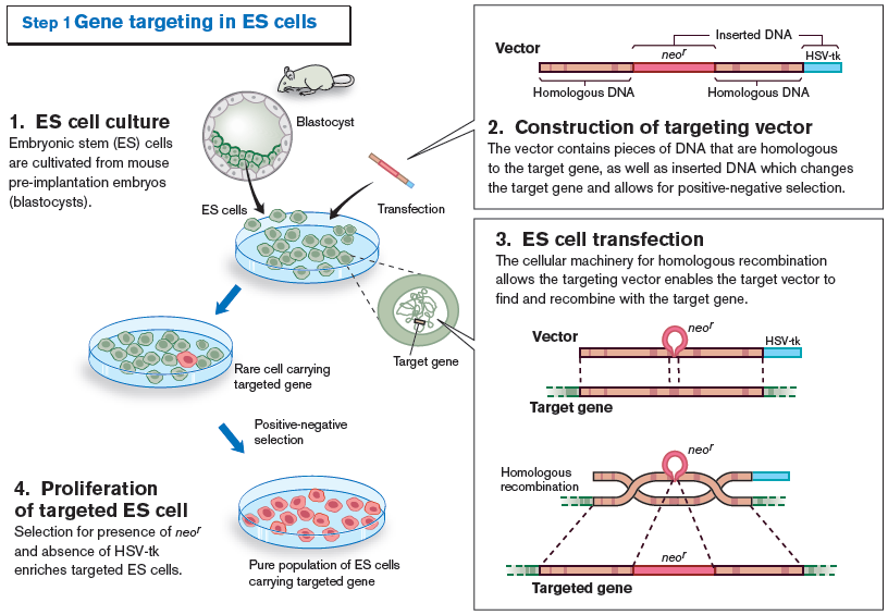 Gene targeting homologní rekombinace