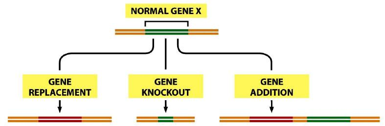 Genový knock-out, knock-in A) Klasický (celkový, totální) knock-out gen zcela vyřazen (dříve často nahrazen selekčním markerem), může vést ke smrti jedince již v prenatálním věku, což neumožňuje