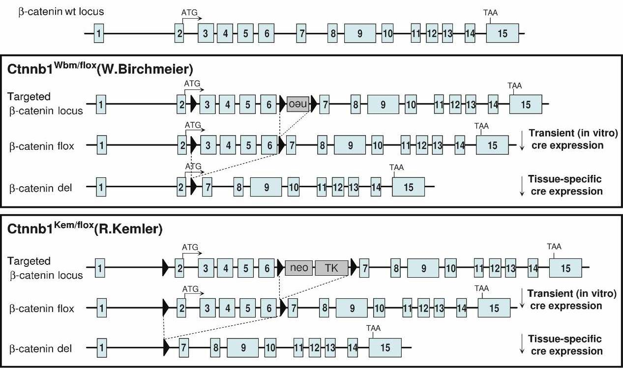 Podmíněný knock-out β-kateninu Loss of function (LOF) alela ( exon 3-6, exon 2-6 ) Podmíněná inaktivace genu v určité
