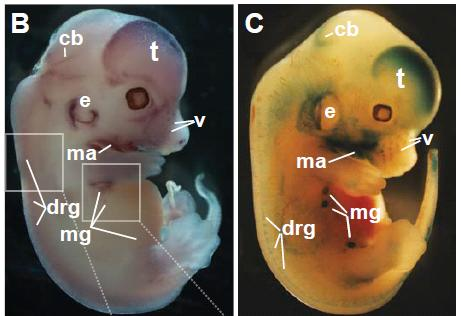 Cre rekombinázy ( deleter strains ) Transgenní nebo knock-in kmeny Exprese dána promoterem vybíráme silné a tkáňově specifické Otestování aktivity pomocí reportérové myši využití lokusu ROSA26, který