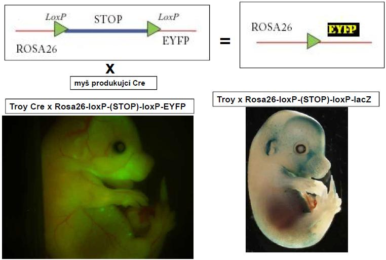 B) ROSA26 EYFP - Reportérová myš pro značení a izolaci
