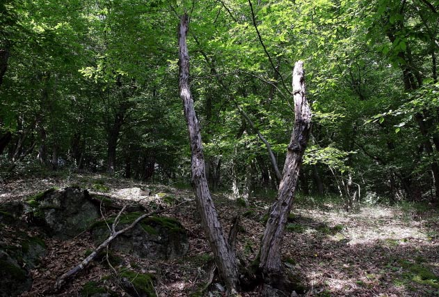 výchozy či jsou vytvořena suťová pole. V horní části jižního svahu je několik pasek především v borovém porostu.