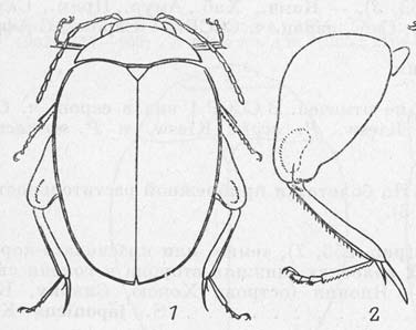 EUCINETIFORMIA s jedinou nadčeled eledí EUCINETOIDEA (= Scirtoidea) - některé znaky primitivnější ších polyphag (6 malpigických t.