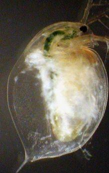 3.3.1.2 Pasteuria ramosa Pasteuria ramosa je grampozitivní bakterie (Ebert 2005a). Tento extracelulární parazit infikuje hemolymfu hostitele. P. ramosa způsobuje úplnou sterilitu svého hostitele krátce po infekci, ale smrt hostitele navodí později (Duncan & Little 2007).