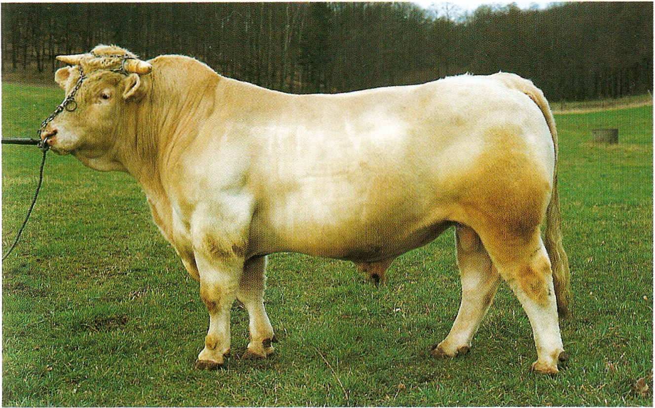 kontroly užitkovosti není toto plemeno tak rozšířeno, jako ostatní dvě nejpočetnější francouzská plemena charolais a limousin (STEINHAUSER et al., 2000).