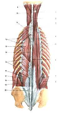Obrázek č. 2: Povrchové a hluboké svaly zádové Zdroj: Čihák, 2001, s.