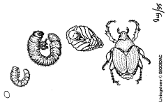 Třída H M Y Z Třída H M Y Z S proměnou nedokonalou HEMIMETABOLIE (VÁŢKY, ŠVÁBI, ŠKVOŘI, KUDLANKY, KOBYLKY, SARANČE, VŠI, PLOŠTICE) Larva (nymfa) se několikrát