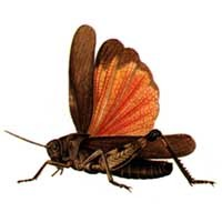 S A R A N Č E Vzhledem připomínají kobylky, ale mají krátká tykadla Nohy podobně jako kobylky