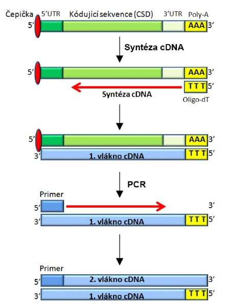 Modifikace PCR Hot start - DNA polymeráza inaktivovaná Ab LD-PCR směs polymeráz s různou funkcí