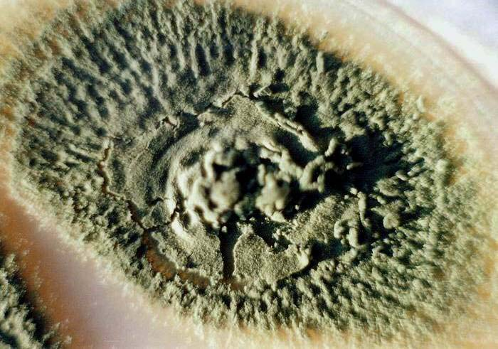 Penicillium crustosum kolonie, CCF 2726 Krusta konidií na