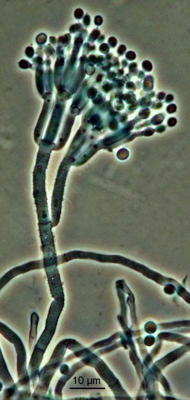 Penicillium crustosum