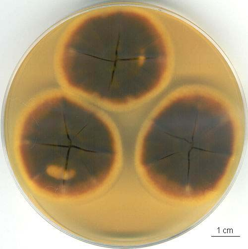 Penicillium italium kolonie, CCF 2979 CYA 7 dní, 25 C CYA