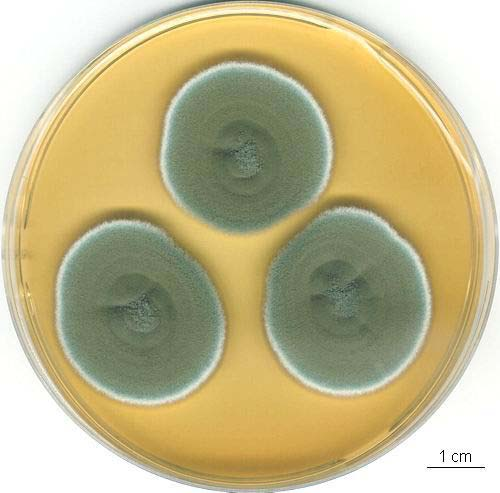 Penicillium olsonii kolonie, CCF