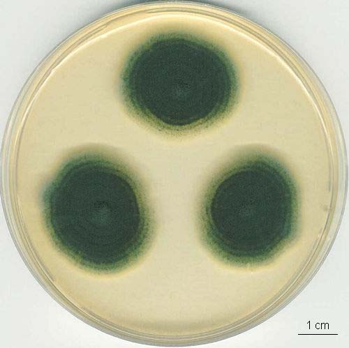 Penicillium solitum kolonie, CCF 3298 CYA 10 dní, 25 C MEA 10 dní, 25 C NSA
