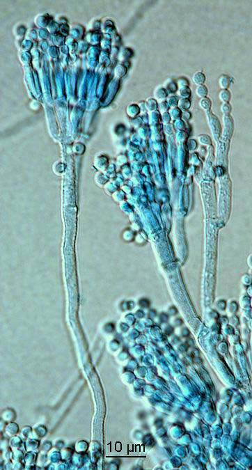 Penicillium viridicatum mikroznaky,