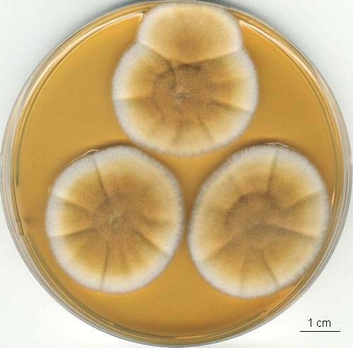 Penicillium arenicola kolonie, CCF
