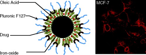 26/27 Využití termické analýzy při studiu nanomateriálů magnetická (iron-oxide) nanočástice s navázanou kyselinou olejovou (OA; hydrofobní), na kterou je navázán