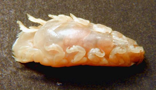 Isopoda - Cymothoidea Anilocra, Nerocila atd.