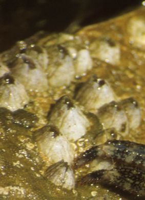 Cirripedia přisedlí korýši přirůstají k pevnému podkladu prvním párem tykadel tělo kryto schránkou z vápenatých destiček (obv.