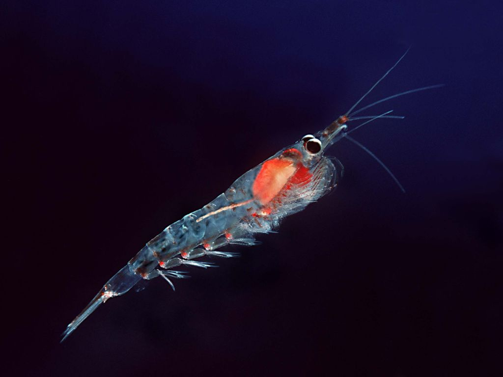 významná planktonní skupina krill potrava