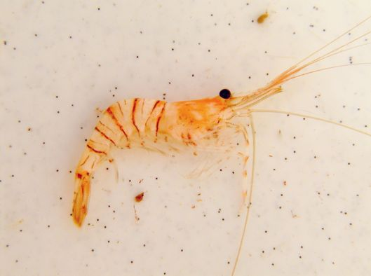 Palaemonidae Palaemon serratus až 12 cm mléčně zabarvené tělo s výraznými hnědými proužky