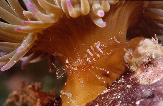 Palaemonidae Periclimenes drobní garnáti, stavbou těla podobní rodu Palaemon většina druhů v asociaci s korály, sasankami, hvězdicemi apod.