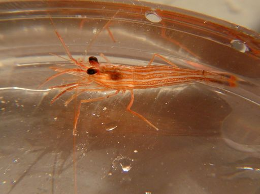 Hippolytidae Lysmata seticaudata průměrná velikost je 3,5 cm nápadné bílé proužky na červeném podkladu
