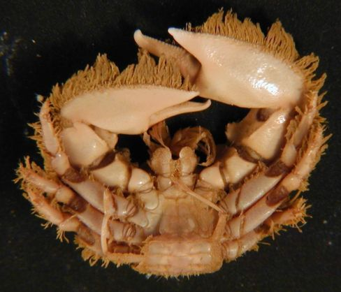Porcellanidae krabi nekrabi dlouhá tykadla pomocí zadečku dokážou plavat