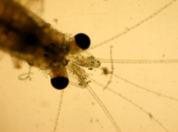 Mysida (vidlonožci) drobní korýši, litorál i plankton 7 stejně dlouhých nohou statocysty na uropodech