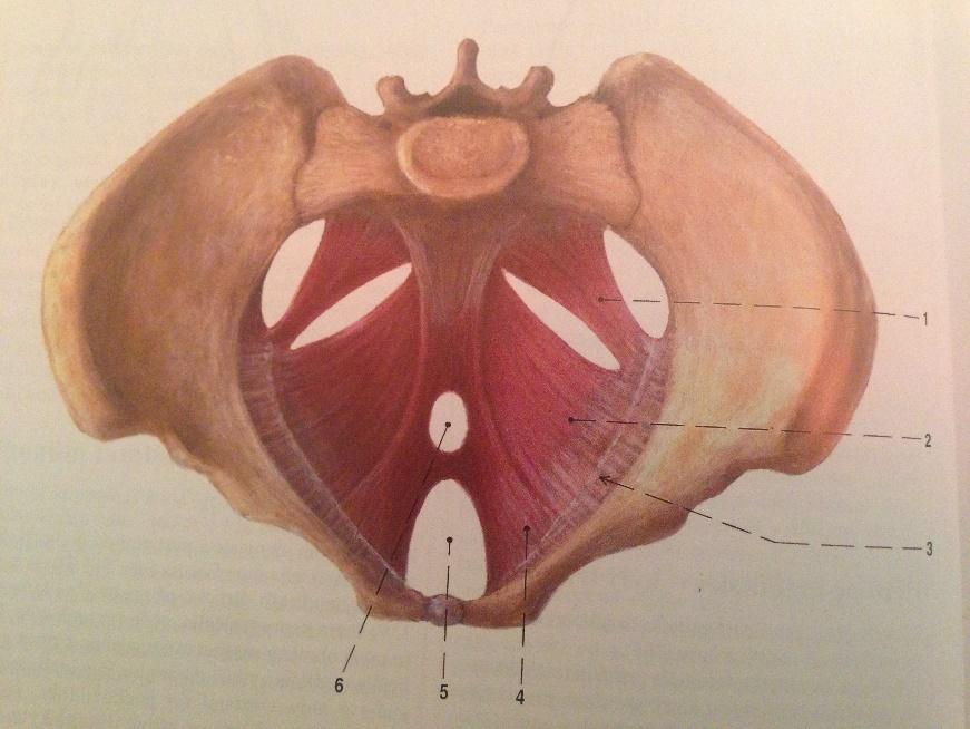 Obrázek č.1: Svaly pánevního dna- 1-m. coccygeus, 2-4 m. levator ani, 2- m. iliococcygeus, 4- m. pubococcygeus, 5- hiatus urogenitalis, 6- otvor pro rectum (6) - M.