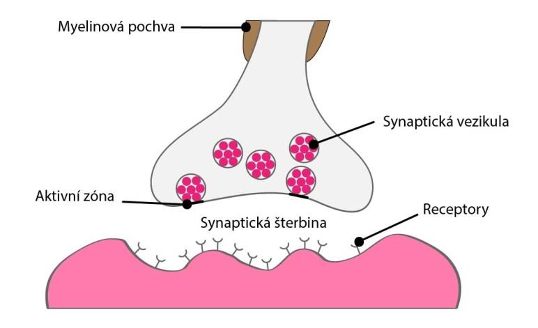 2. biochemický účinek Neurotransmise přenos nervového vzruchu synapse - komunikace mezi nervovými