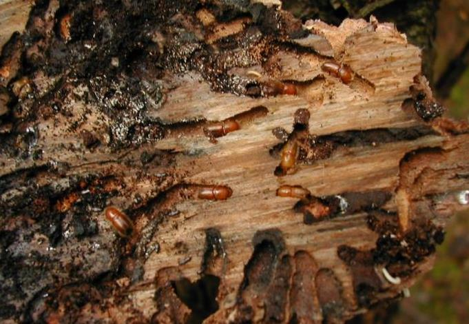 LÝKOŽROUT SMRKOVÝ - vyvíjí se v prosychajících smrcích, kde larvy