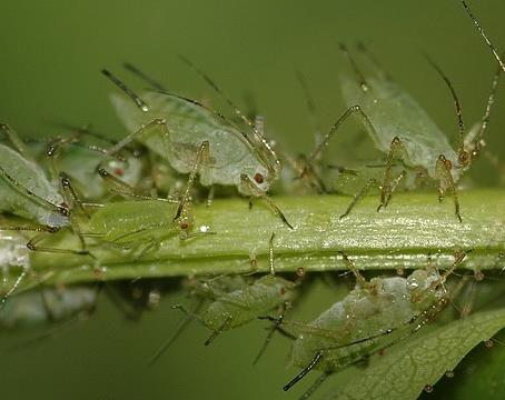 Řád: DVOUKŘÍDLÍ PESTŘENKA RYBÍZOVÁ - hojná moucha, požírá mšice Řád: STEJNOKŘÍDLÍ MŠICE - sají šťávy z listů