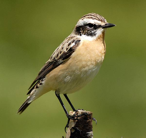 Neognathae drozdovití Turdidae bramborníček