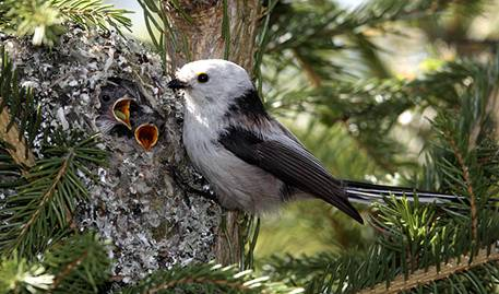 Neognathae sýkořicovití Panuridae sýkořice vousatá Panurus biarmicus