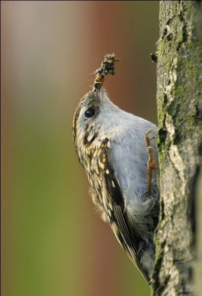 Neognathae brhlíkovití Sittidae brhlík lesní Sitta europaea