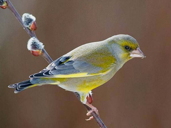 čížek lesní Carduelis spinus