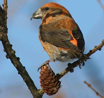 stehlík obecný Carduelis