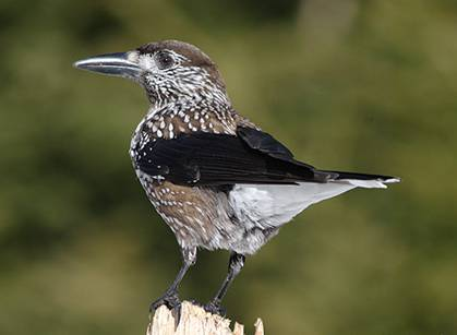 sojka obecná Garrulus glandarius