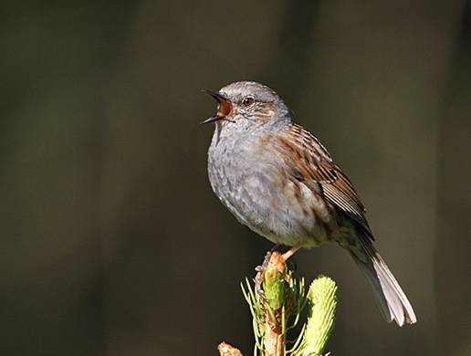 Neognathae střízlíkovití Troglodytidae střízlík obecný Troglodytes