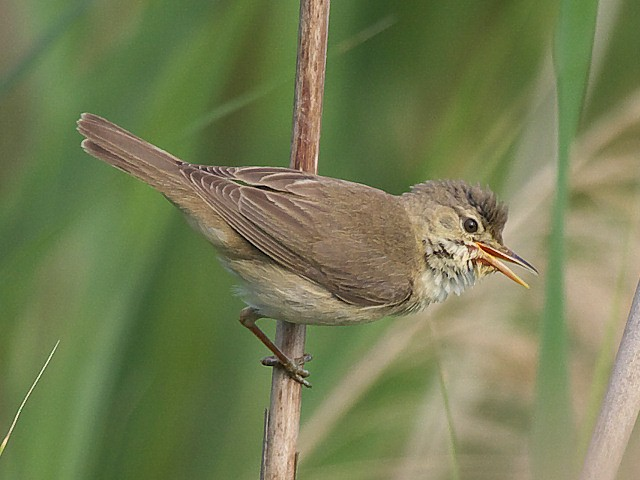 Č: Acrocephalidae Rákosník