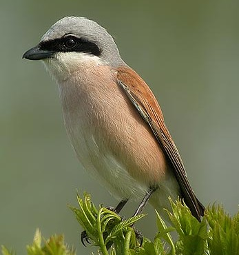 Č: Ťuhýkovití Laniidae CORVOIDEA (CORVIDA) - statní masoţraví ptáci, velká hlava, ostrý zobák se zejkem, vibrisy - silné ostré drápy, delší ocas, pestré zbarvení -