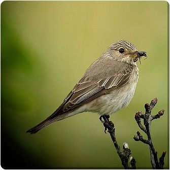 Č: Lejskovití Muscicapidae MUSCICAPOIDEA Muscicapa + Ficedula - malí stromoví ptáci s velkou hlavou a očima - zploštělý zobák s vibrisy, lov hmyzu v letu Fly catching - hnízdí v dutinách či