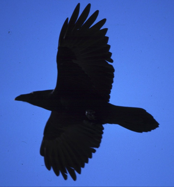 Č: Krkavcovití Corvidae CORVOIDEA (CORVIDA) - středně velcí aţ velcí ptáci (největší pěvci), silný zobák - často tmavé zbarvení,