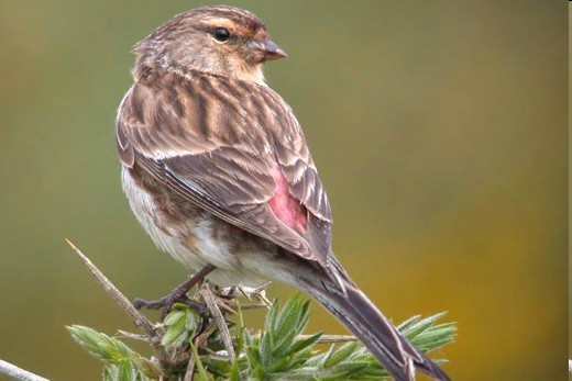 Konopka obecná (Carduelis cannabina)