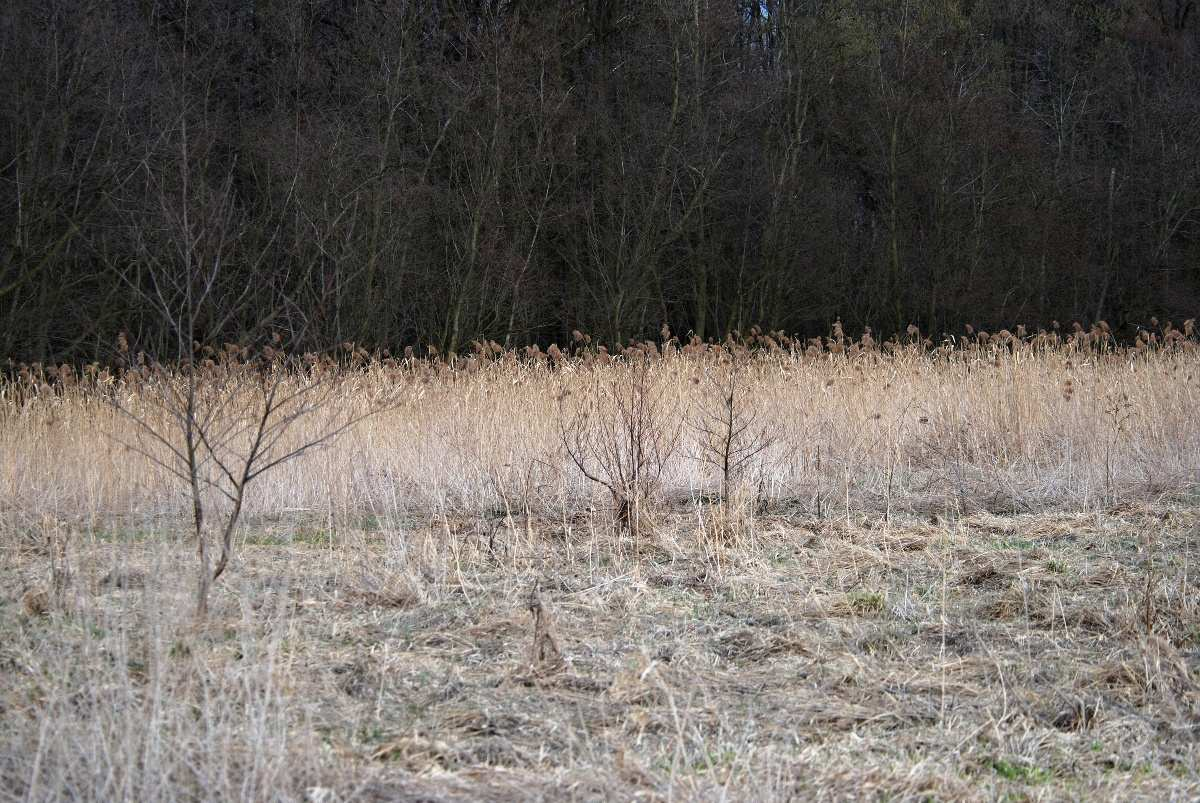 Fotografie č. 1: Hranice rezervace, 30. 3. 2010. Fotografie č.